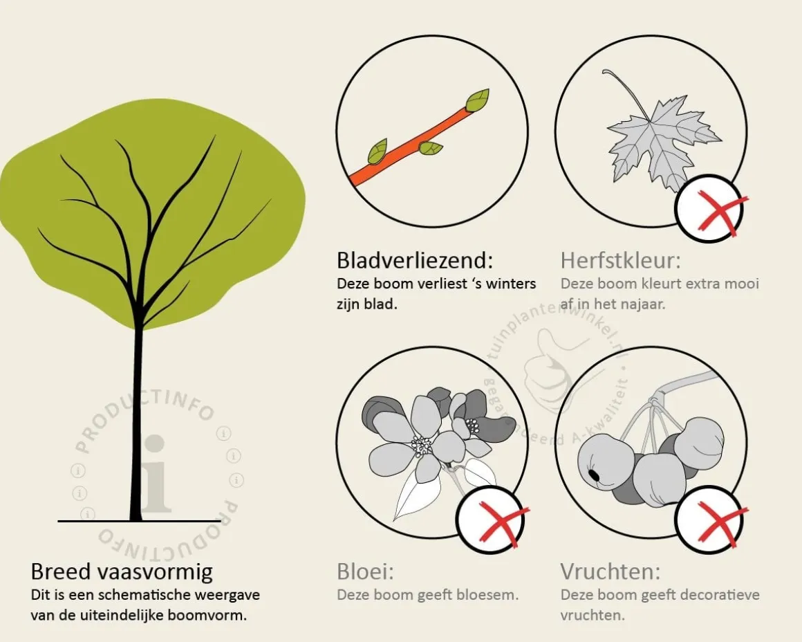Morus alba 'Fruitless' - hoogstam
