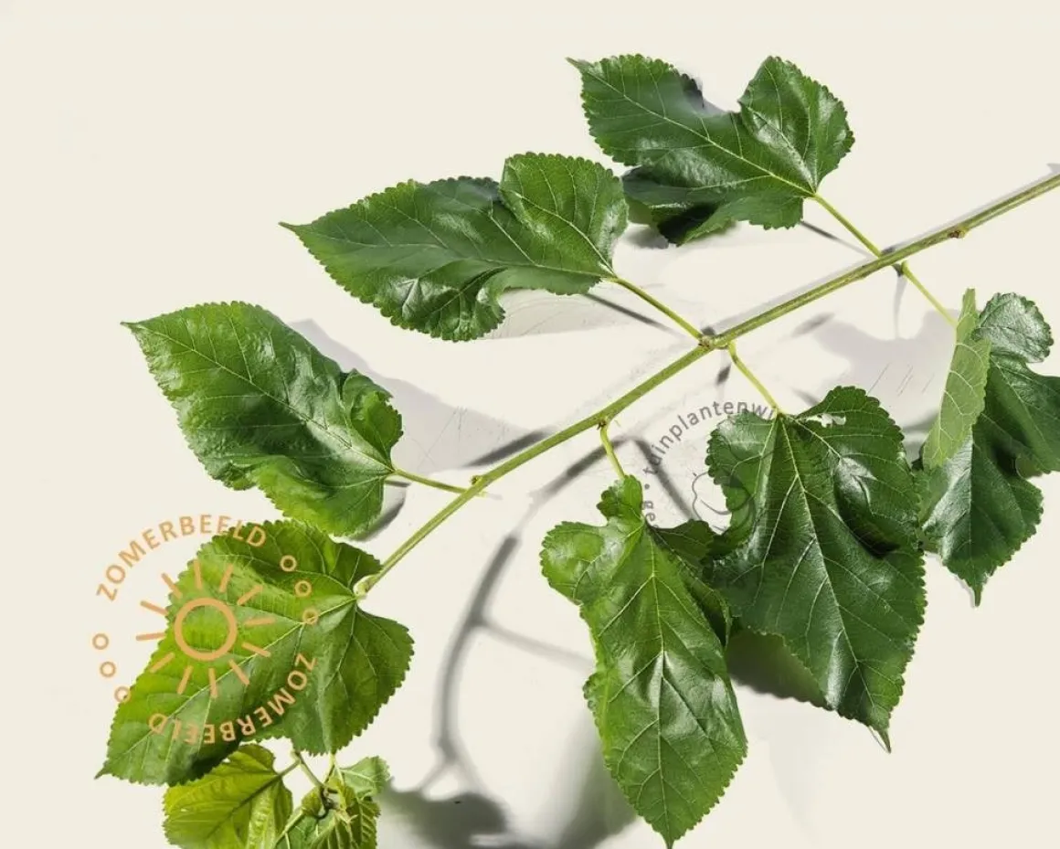 Morus alba 'Pendula' - 200 cm stam