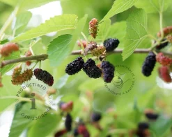 Morus rotundiloba 'BonBonBerry' (Mojo Berry)