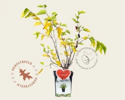 Morus rotundiloba 'BonBonBerry' (Mojo Berry)