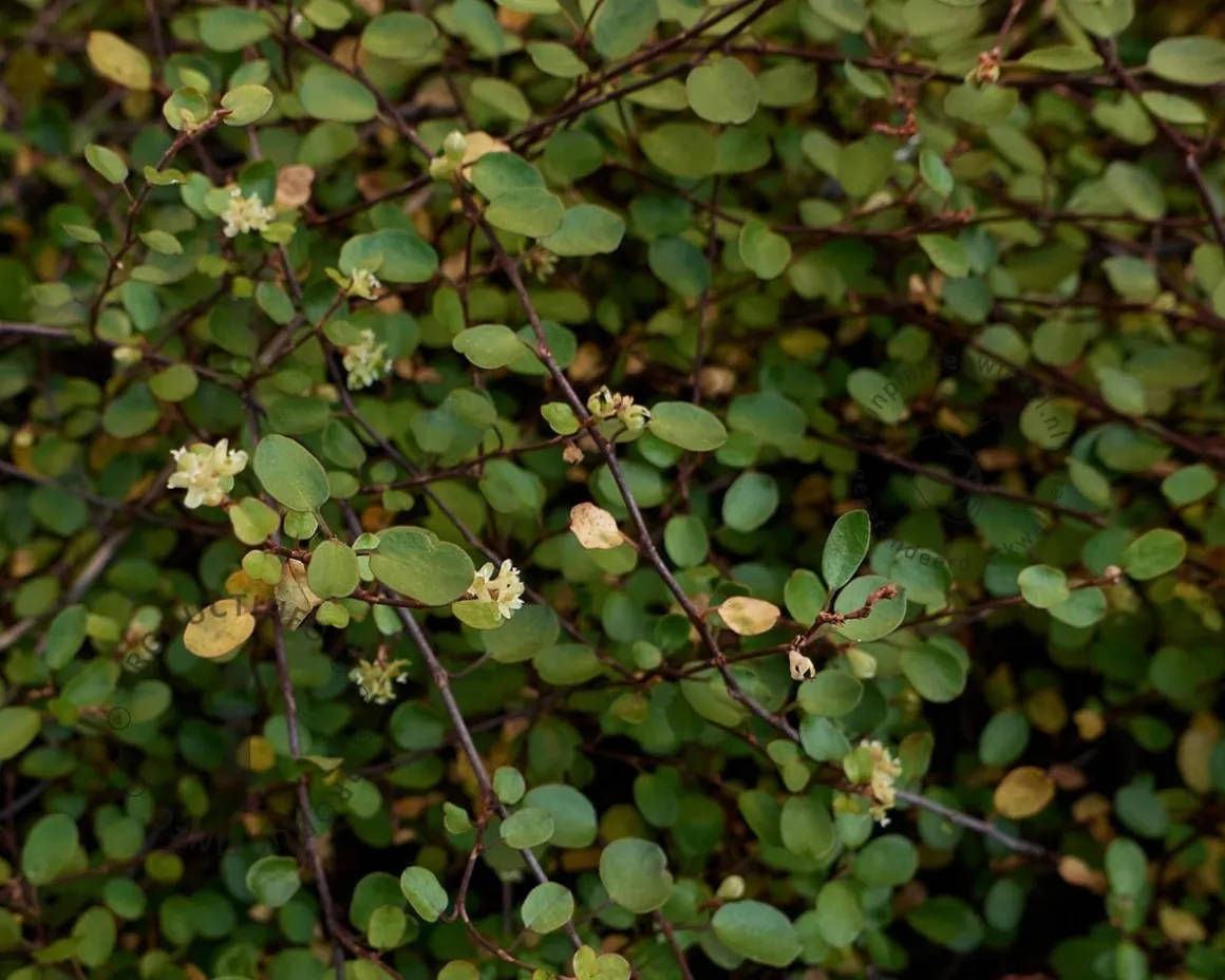 Muehlenbeckia complexa