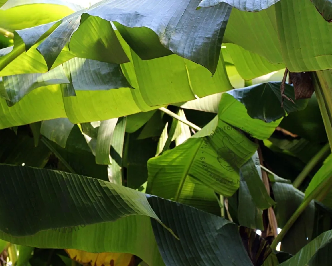 Musa basjoo 60/70