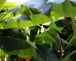 Musa basjoo 30/40