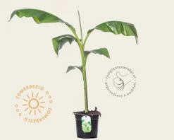 Musa basjoo 30/40