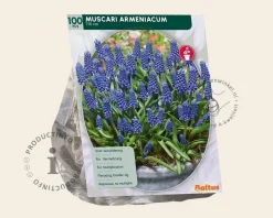 Muscari armeniacum