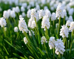 Muscari botryoides 'Album'