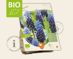 Muscari latifolium - BIO