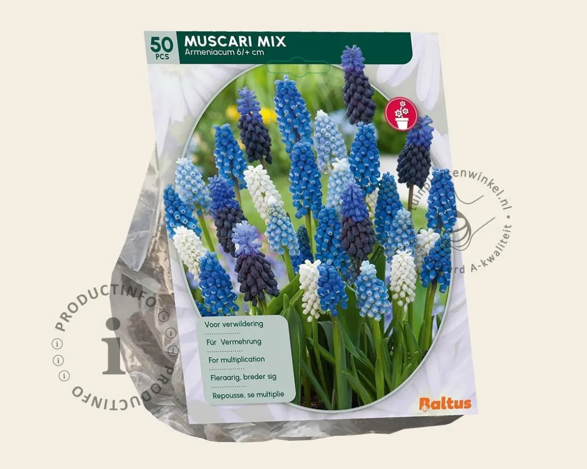 Muscari Mix