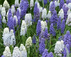 Muscari Mix
