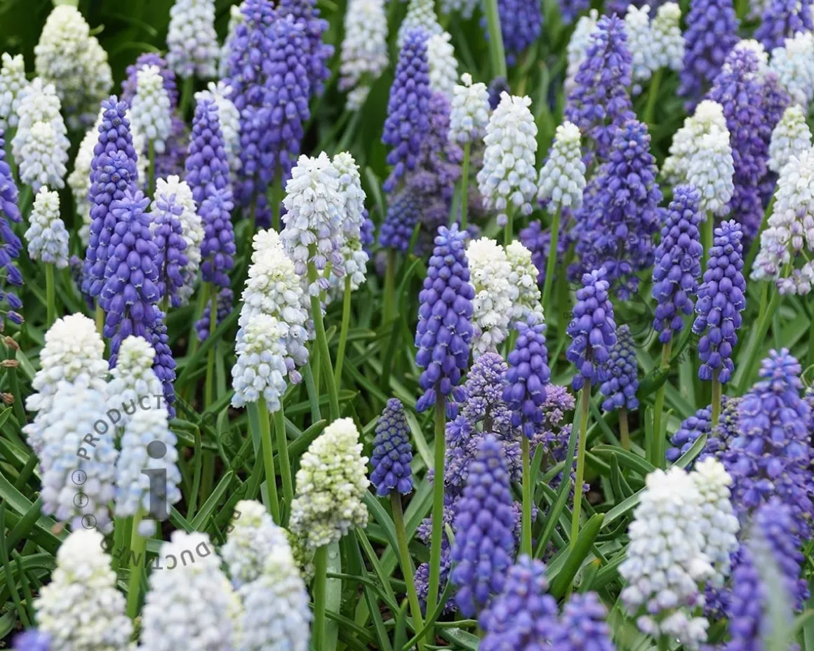 Muscari Mix