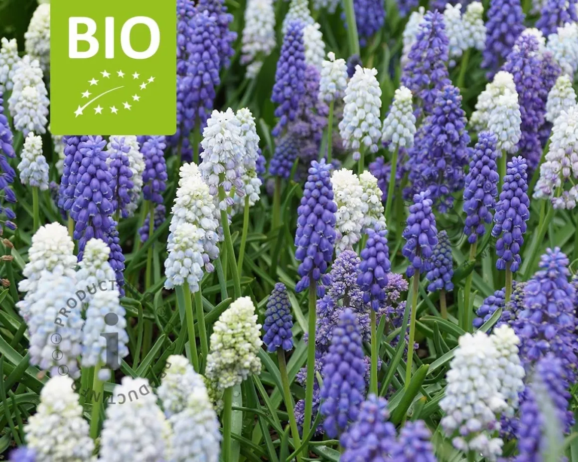 Muscari Mix - BIO