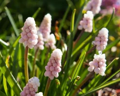 Muscari 'Pink Sunrise'