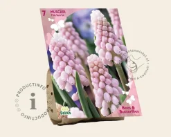 Muscari 'Pink Sunrise'