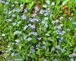 Myosotis palustris