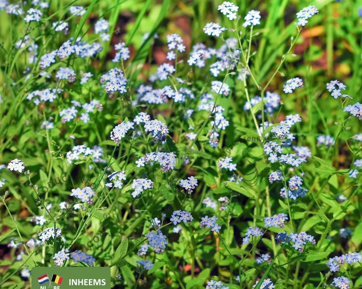Myosotis palustris