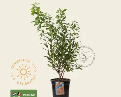 Myrica gale