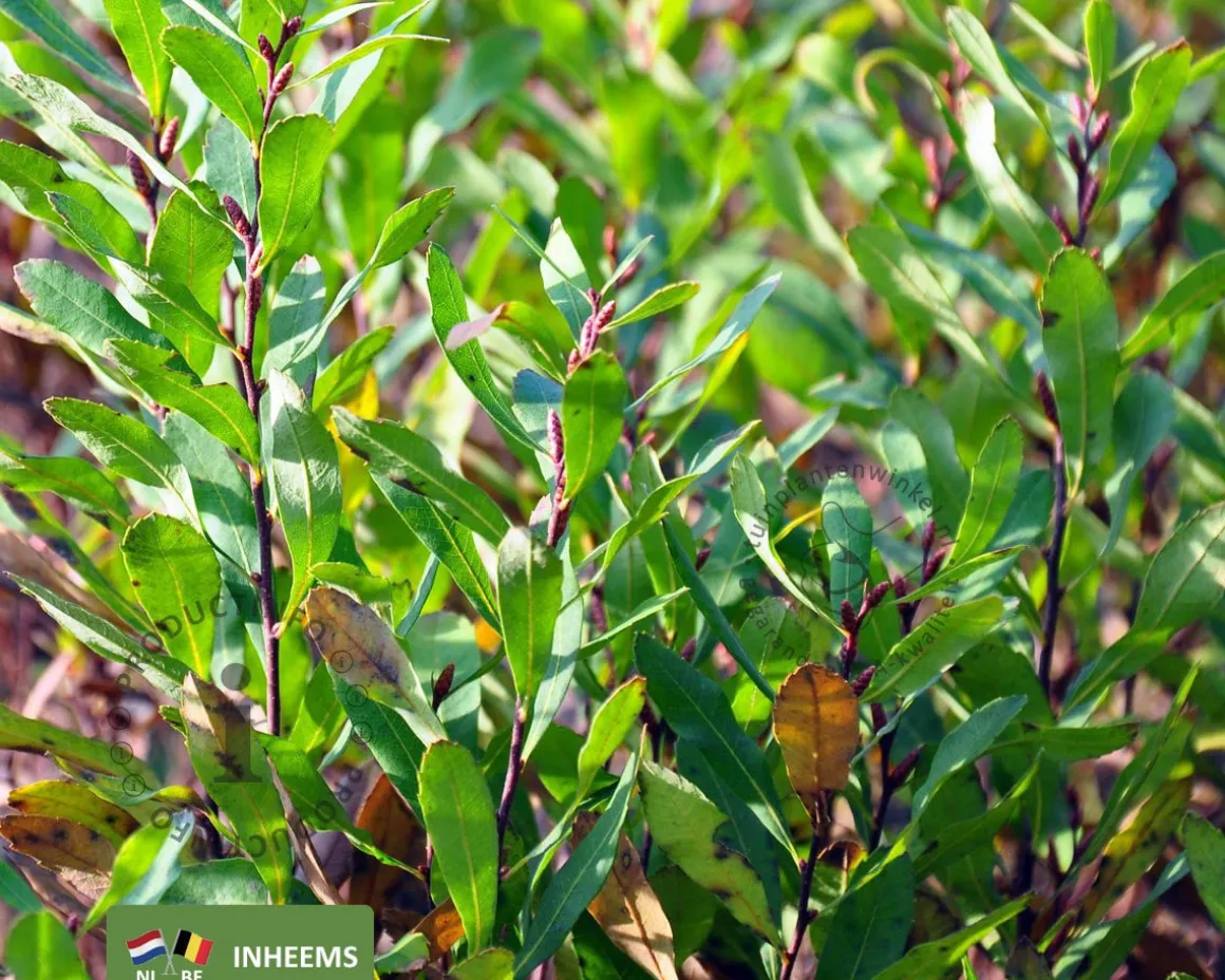 Myrica gale - XL