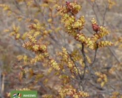 Myrica gale - XL