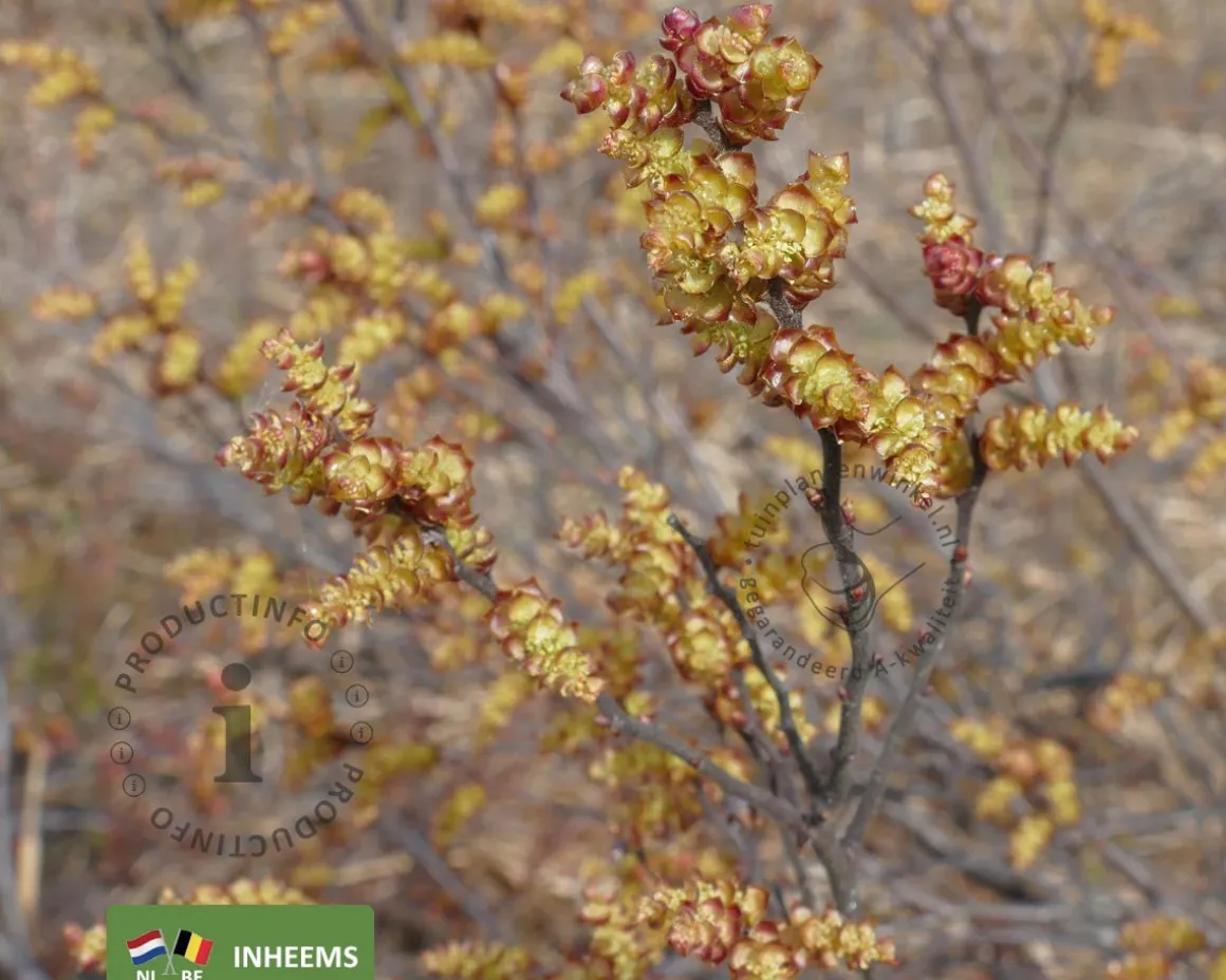 Myrica gale - XL