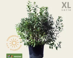 Myrica gale - XL