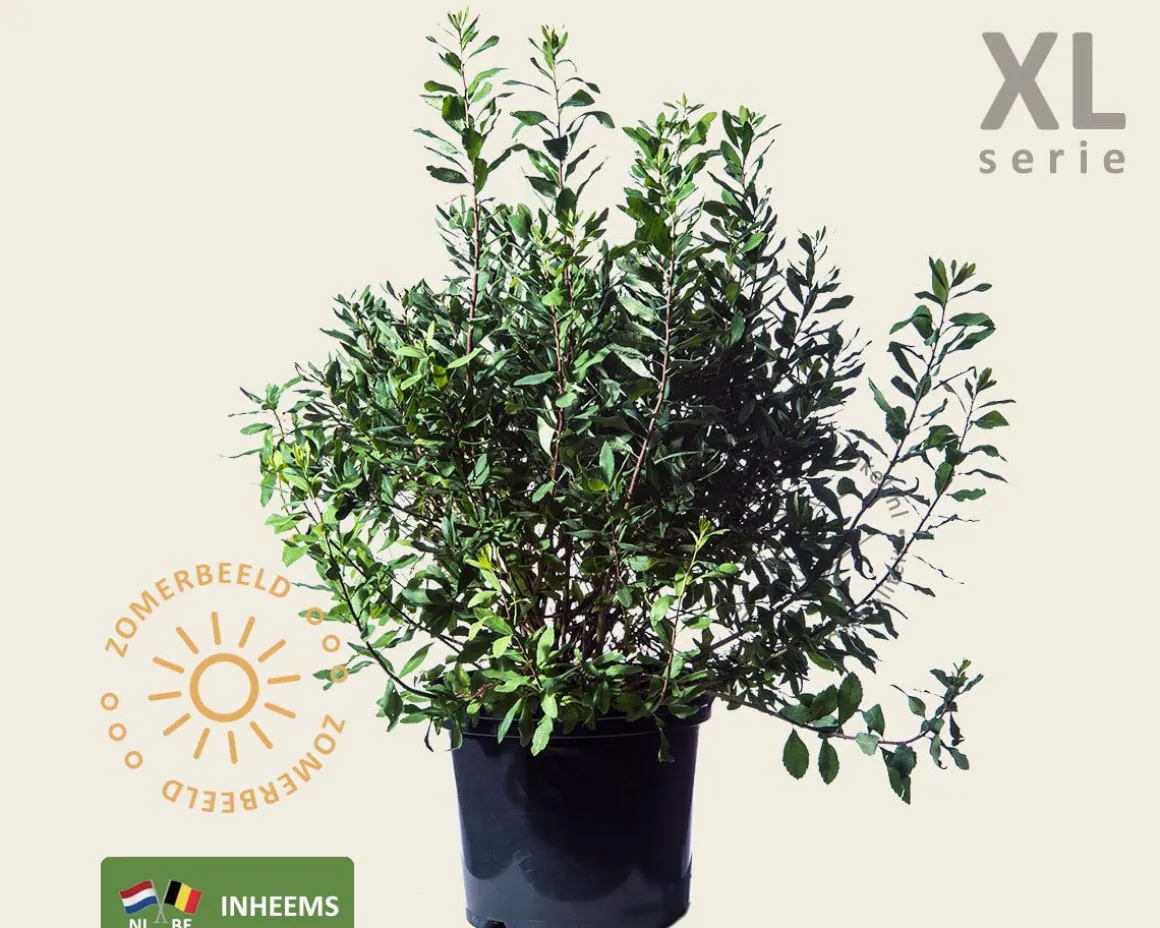 Myrica gale - XL