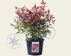 Nandina domestica