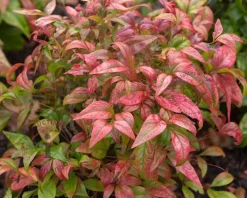 Nandina domestica 'Firepower'