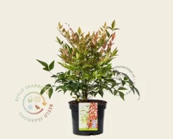 Nandina  domestica 'Gulfstream'
