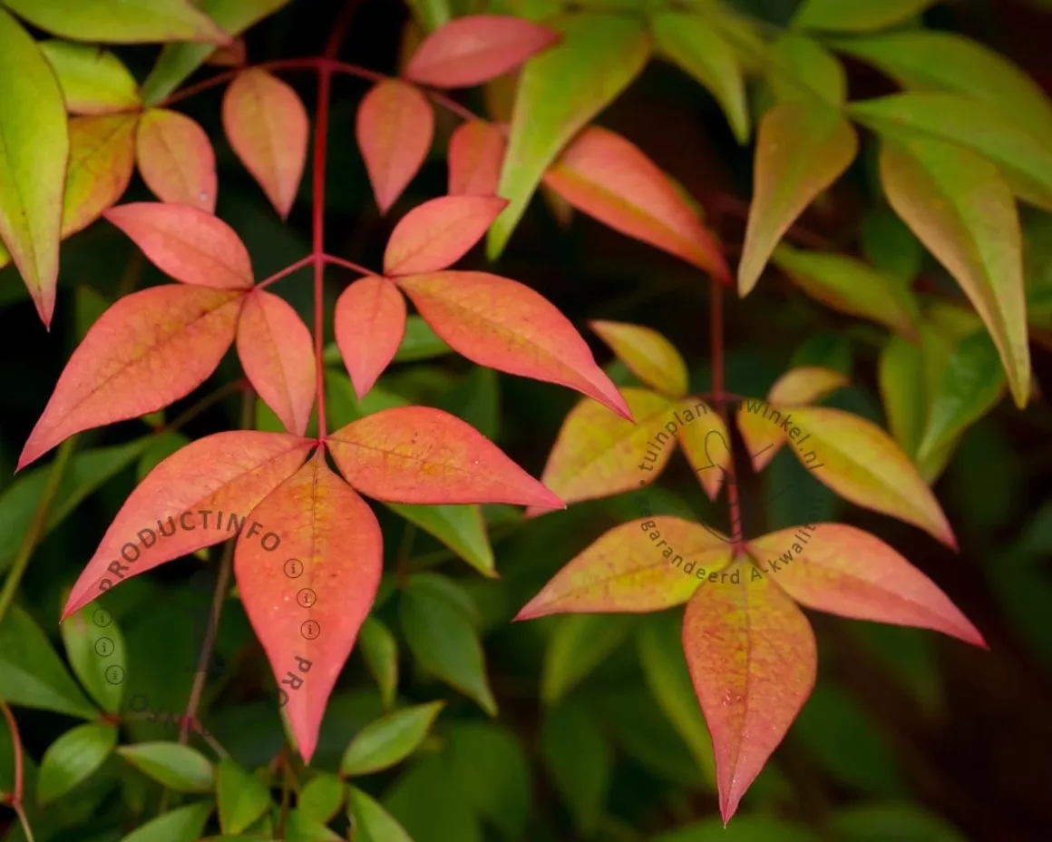 Nandina domestica 'Gulfstream'