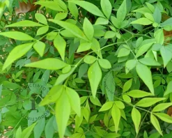 Nandina domestica 'Lemon and Lime'