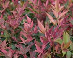 Nandina domestica 'Obsessed'