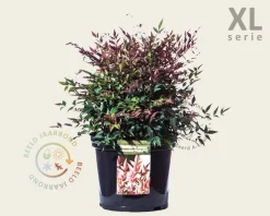 Nandina domestica 'Obsessed' - XL