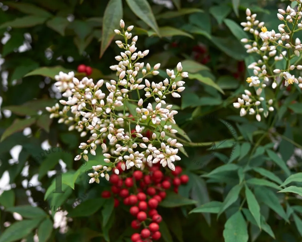 Nandina domestica - XL