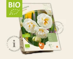 Narcissus 'Bridal Crown' - BIO
