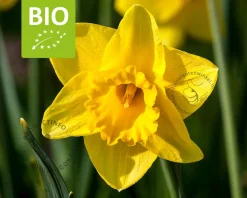 Narcissus 'Carlton' - BIO