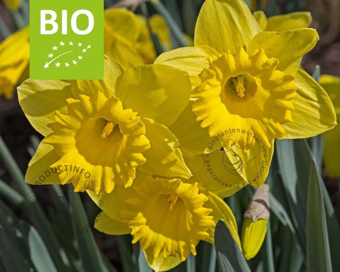 Narcissus 'Dutch Master' - BIO