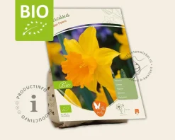 Narcissus 'Garden Opera' - BIO