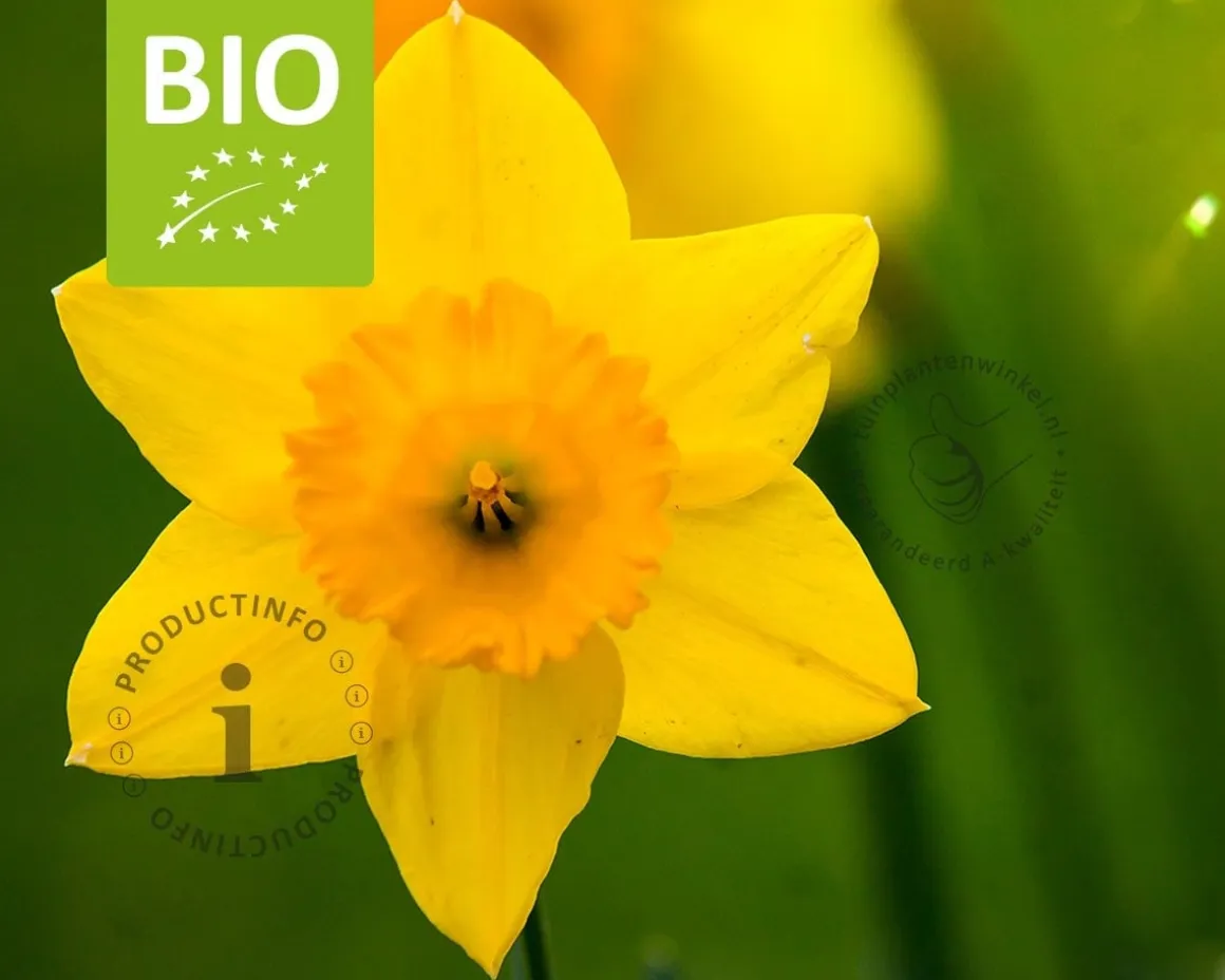 Narcissus 'Garden Opera' - BIO