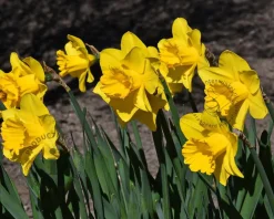 Narcissus Geel Trumpet