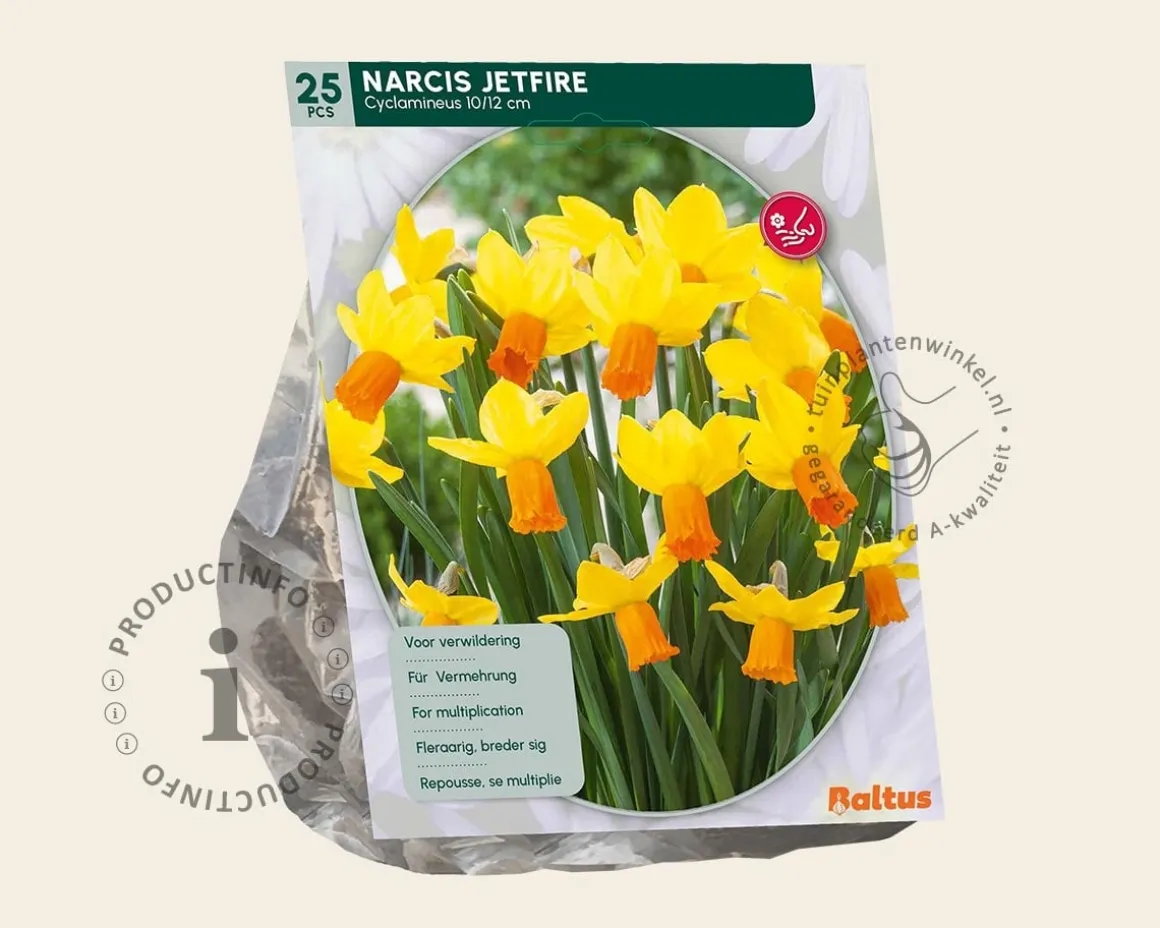 Narcissus 'Jetfire'