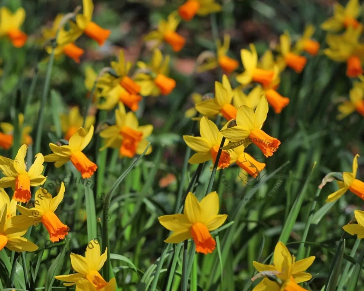 Narcissus 'Jetfire'