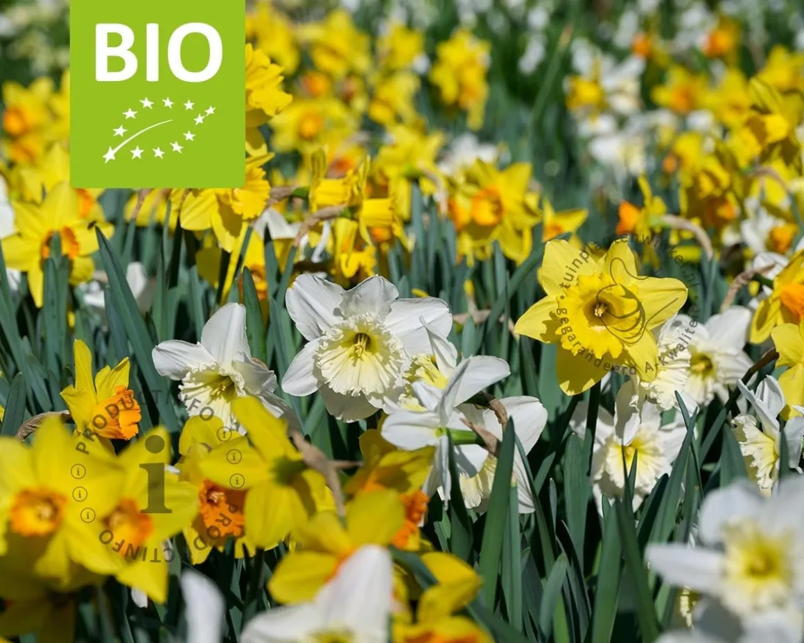Narcissus Large Mix - BIO