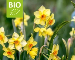 Narcissus 'Martinette' - BIO