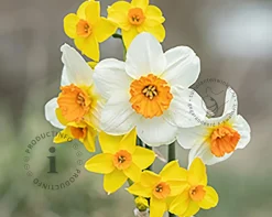 Narcissus Mini Mix