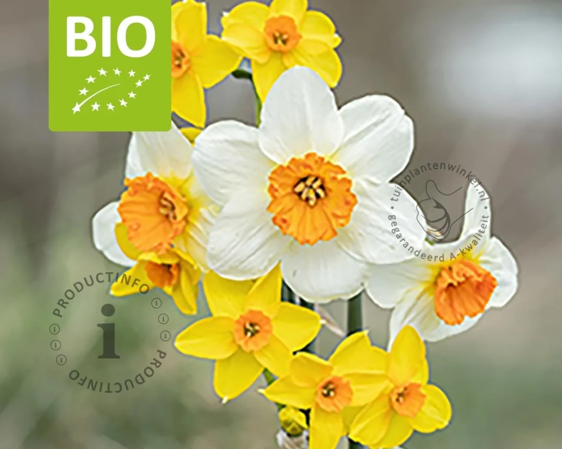 Narcissus Mini Mix - BIO