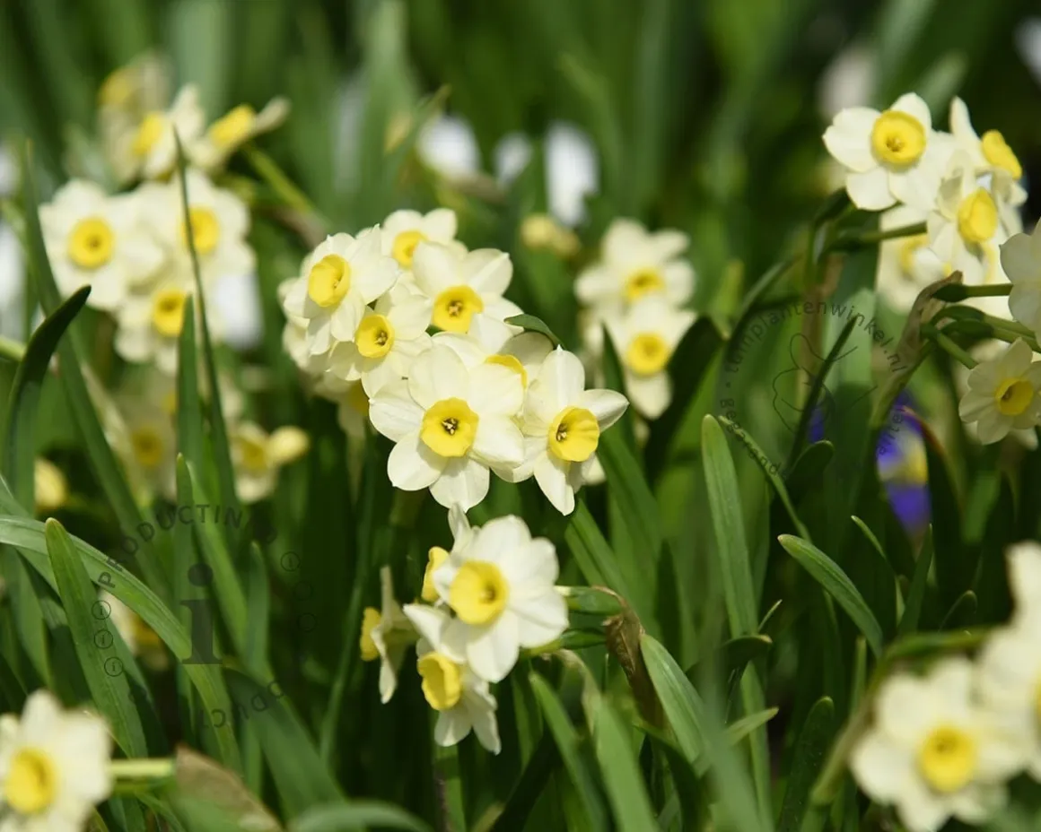 Narcissus 'Minnow'
