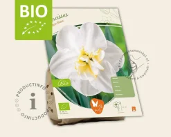 Narcissus 'Papillon Blanc' - BIO