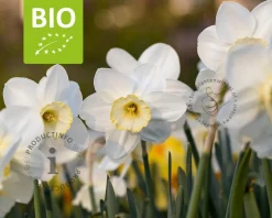 Narcissus 'Papillon Blanc' - BIO