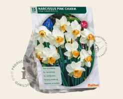 Narcissus 'Pink Charm'