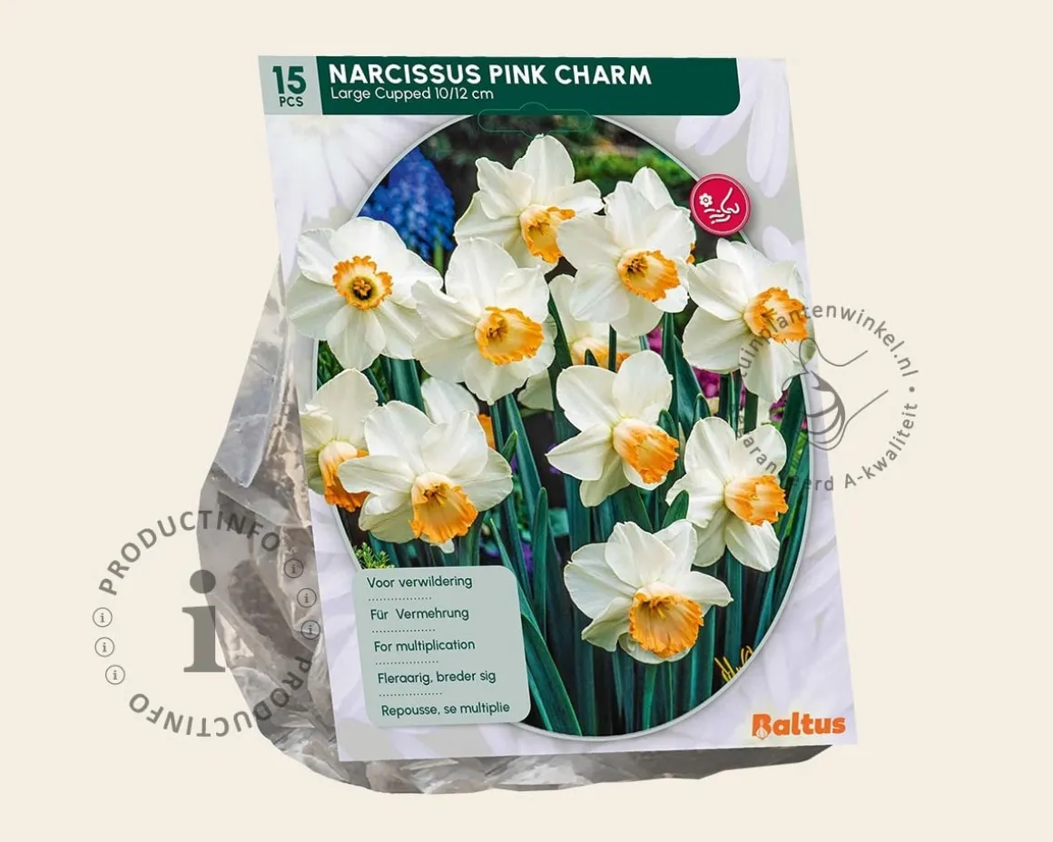 Narcissus 'Pink Charm'